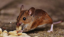 24 Hour & Emergency Exterminators in Gardar, ND